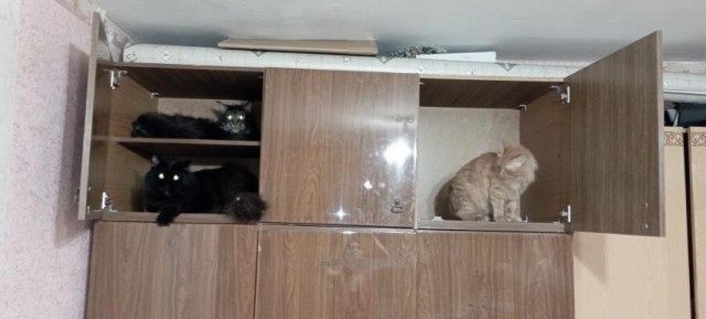 Ура! Котовторник.