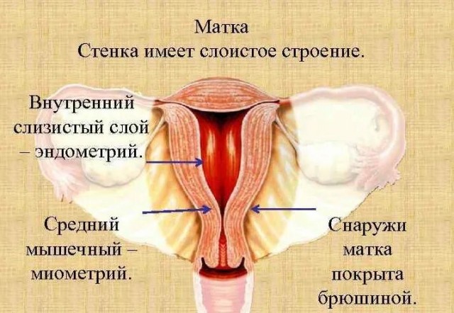 Почему женщина не кончает от секса