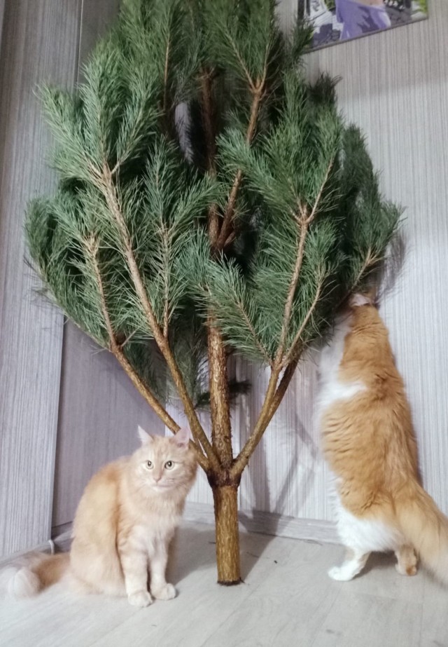 Мой Песдюк