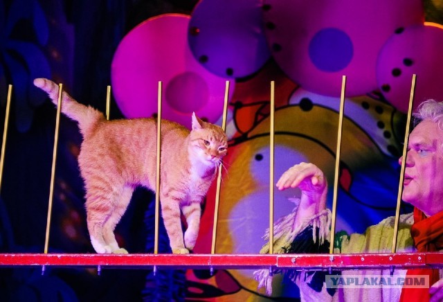 Кот это жидкость