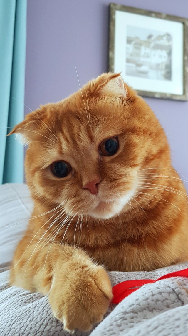 Коточетверг!