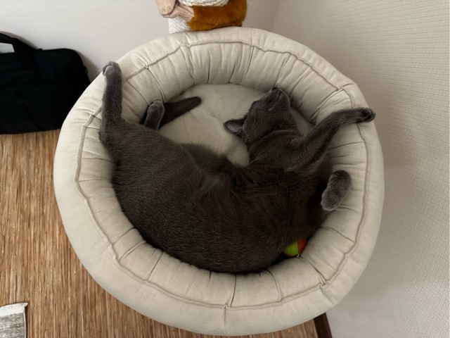 Котовторник