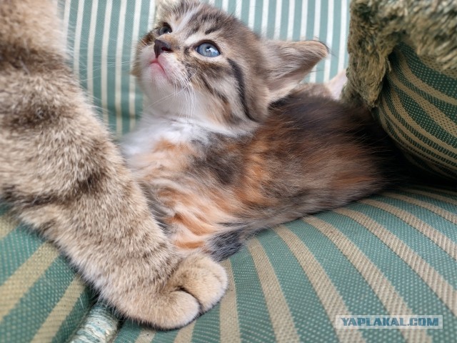 Котовторник. Немного сицилийских котов.