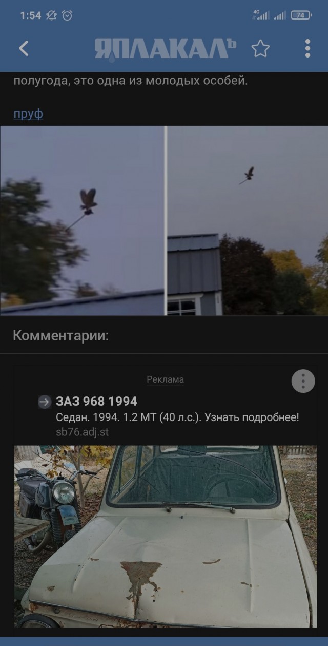 Сова украла игрушечную палку-лошадь и стала летать на ней, словно ведьма на метле