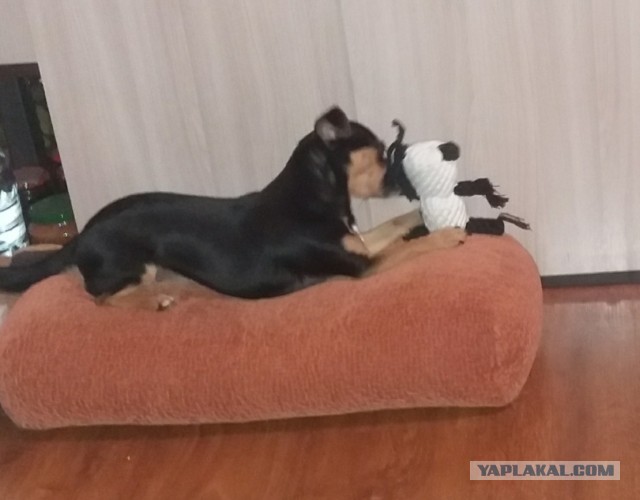 К собакочетвергу