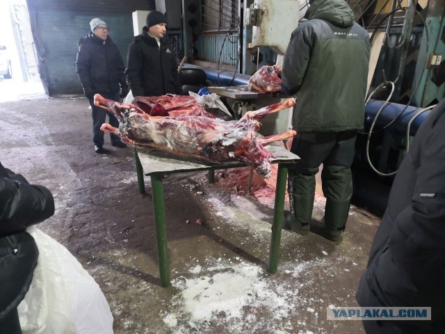Как я оленя покупал