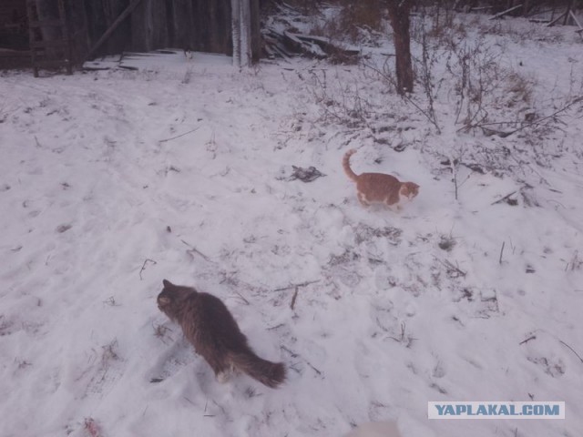 Жизнь домашнего приюта для котеек 537