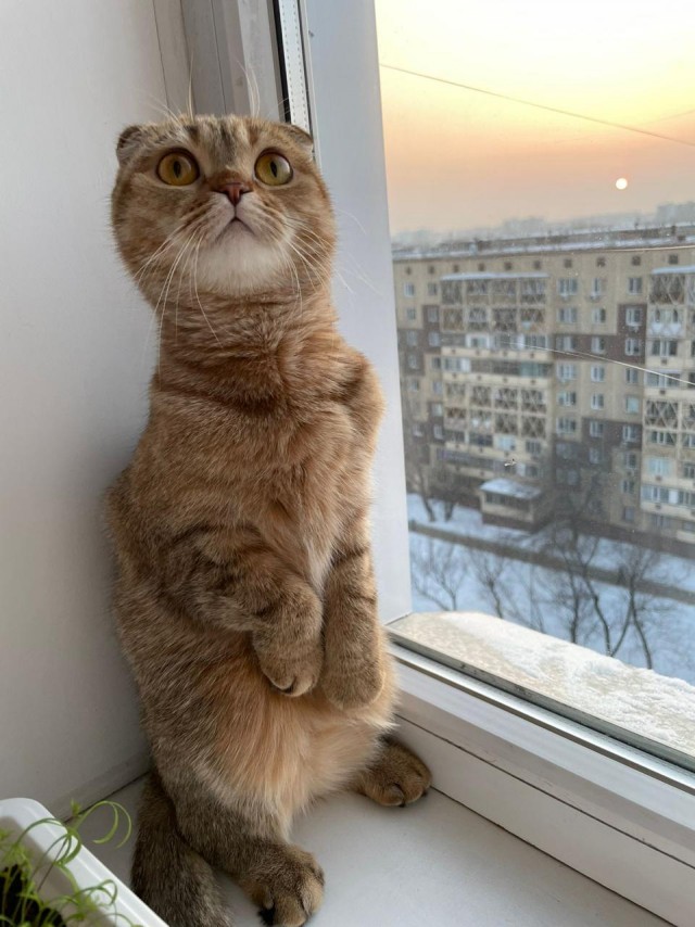 Котовторник!