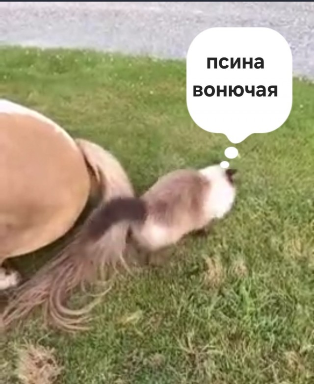 Котики и лошади