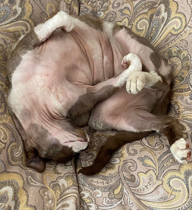 Спящий кот