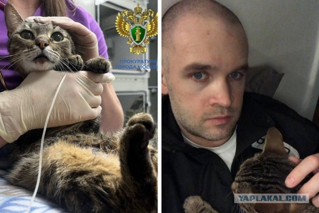 Помните шиза Ивана Лебедева, он же художник Namer, который кота выкинул из окна?