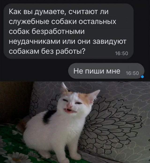 Веселые картинки в пятницу (01.08)