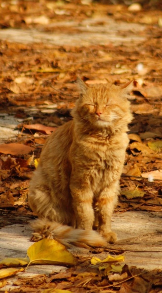 Осенний кот