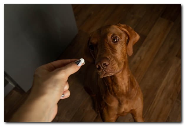 Жизнь собак научились продлевать