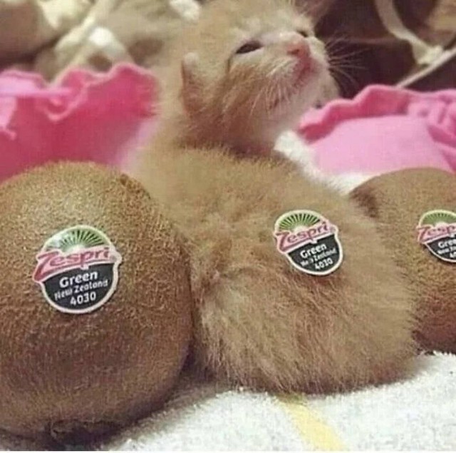 Чутка кошек