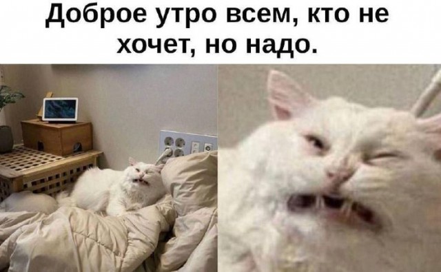 Картиночки, баянчики 07 февраля