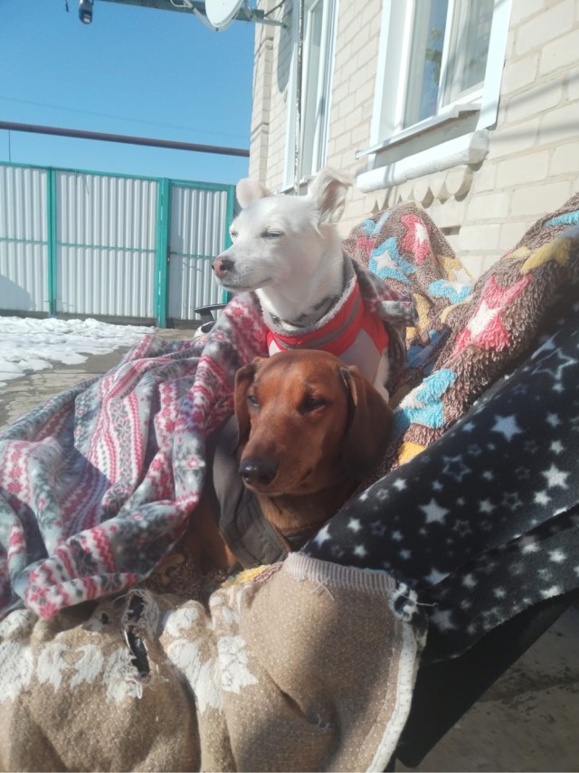Собакочетверг же
