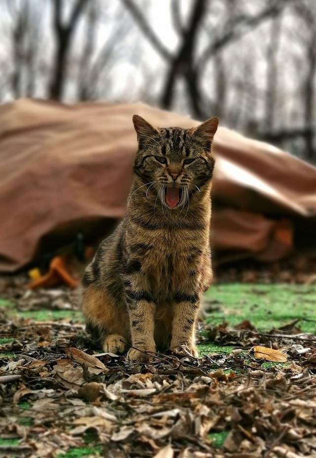 Крымский котик⁠