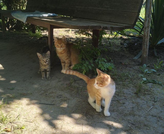 Ура, котовторник!