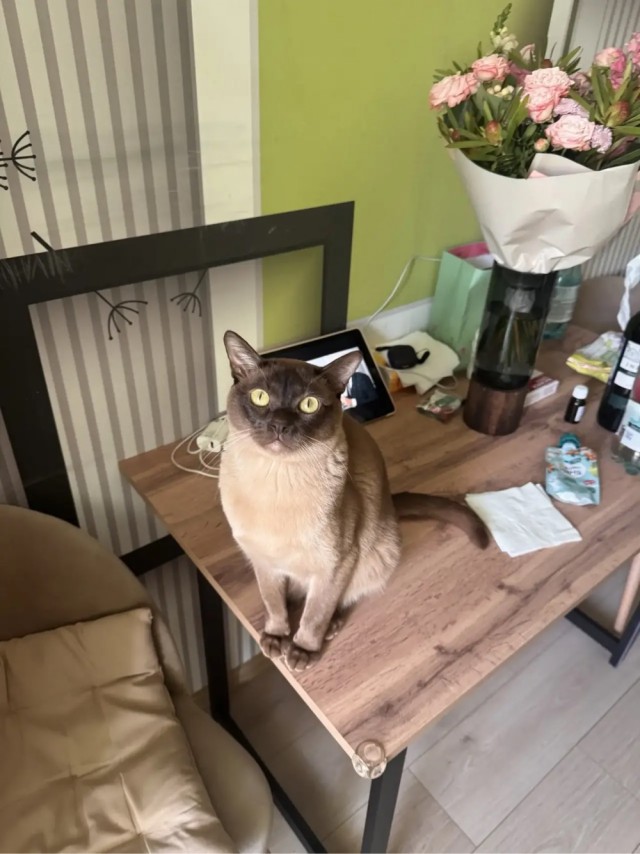 Котовторник мчится на всех парах