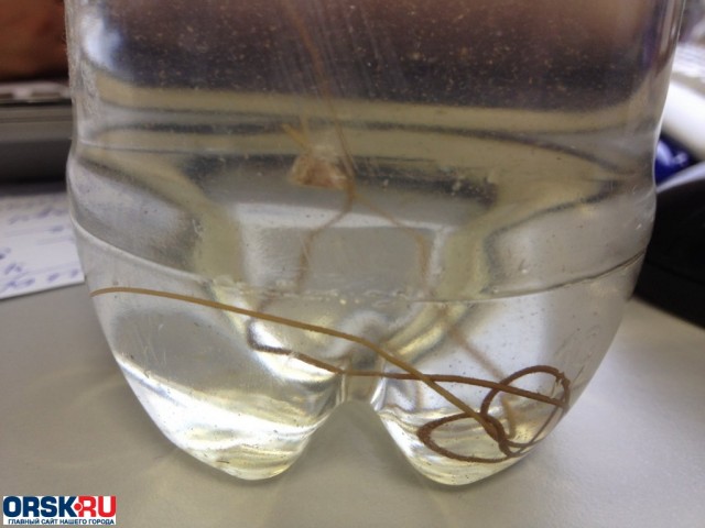 "Из кранов начали выползать длинные черви"