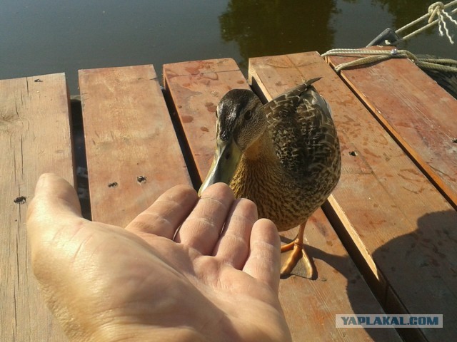 Пить или не пить. Вот в чем вопрос.