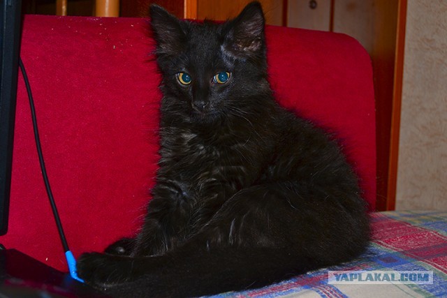 Котовторник 8.10.2013