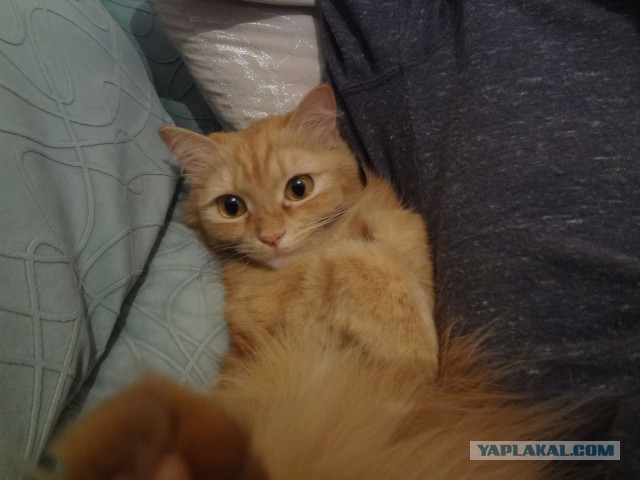 Котовторник 16.09.14
