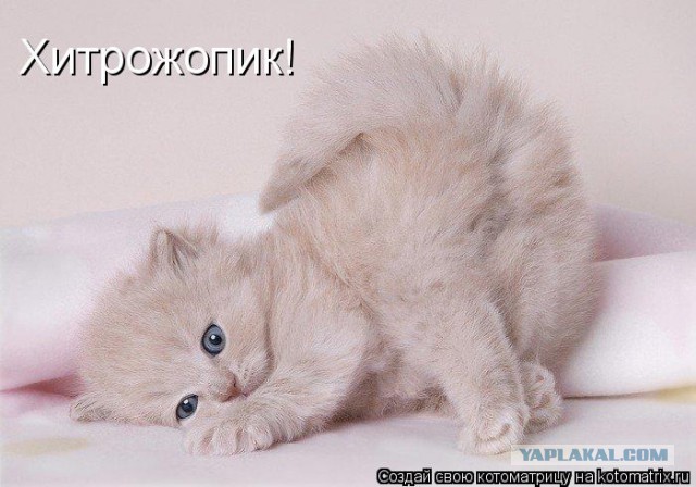 Визуализируем свои ники!