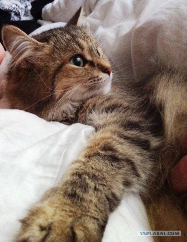 Котовторник 25.08.2015