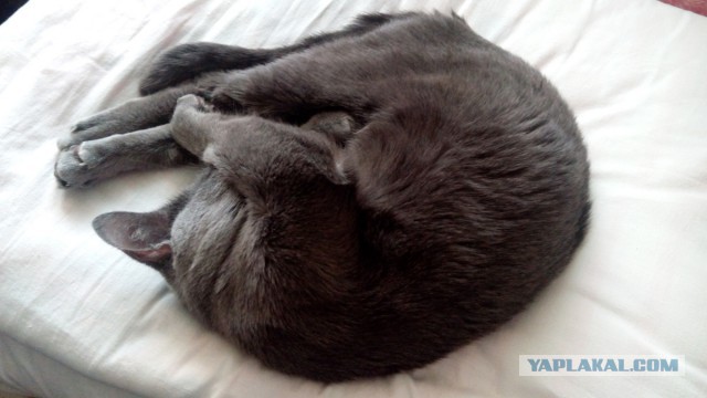 Котовторник