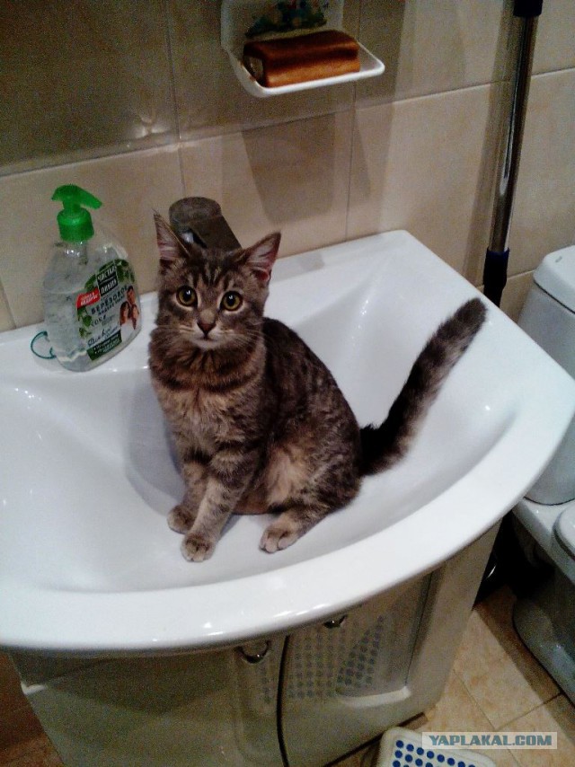 Кошка, которая спит не там (котовторнику посвящается)