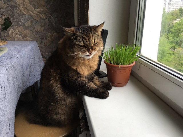 Котовторник. Алиса. Одно из лучших творений природы.