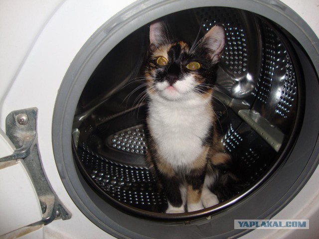 Котовторник 10.01.2017