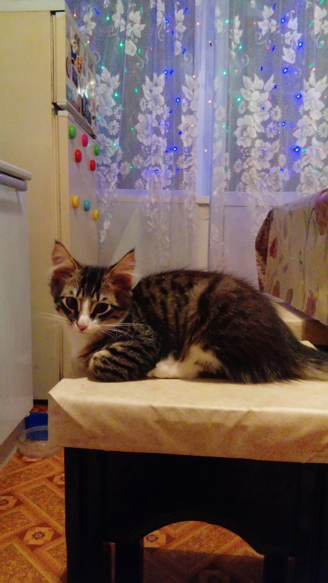 Коты из сети
