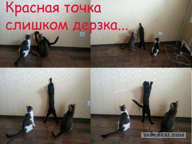 Котовторник 28.03.2017