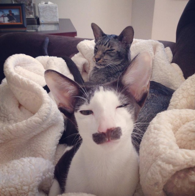 Коты и Кошки