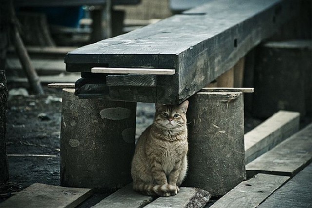 Коты и Кошки
