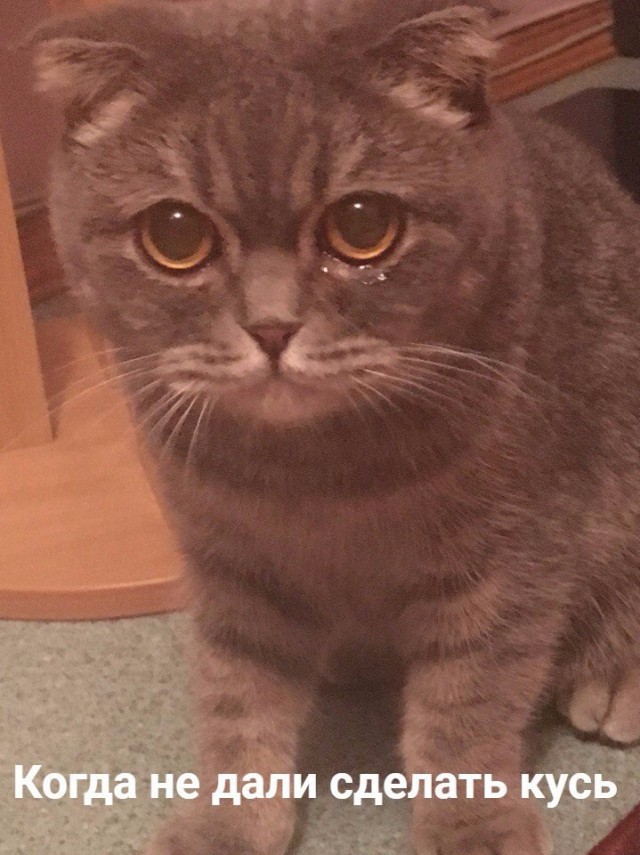 Коты и Кошки