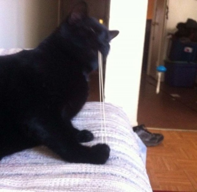 Коты и Кошки
