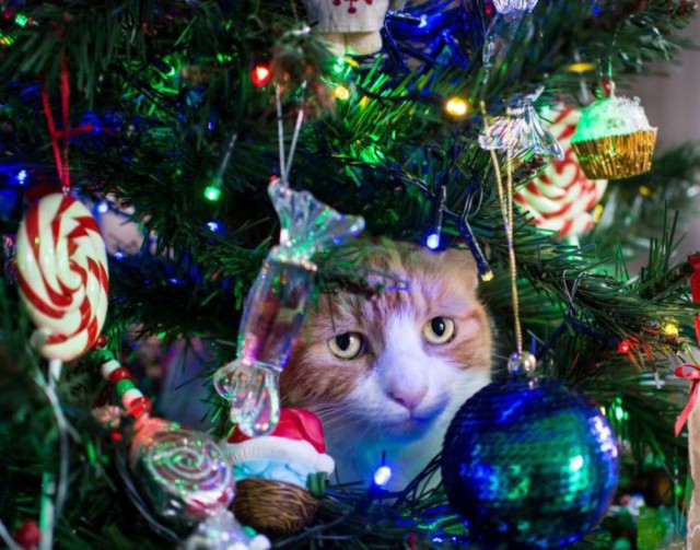 Котовторник 9.01.2018