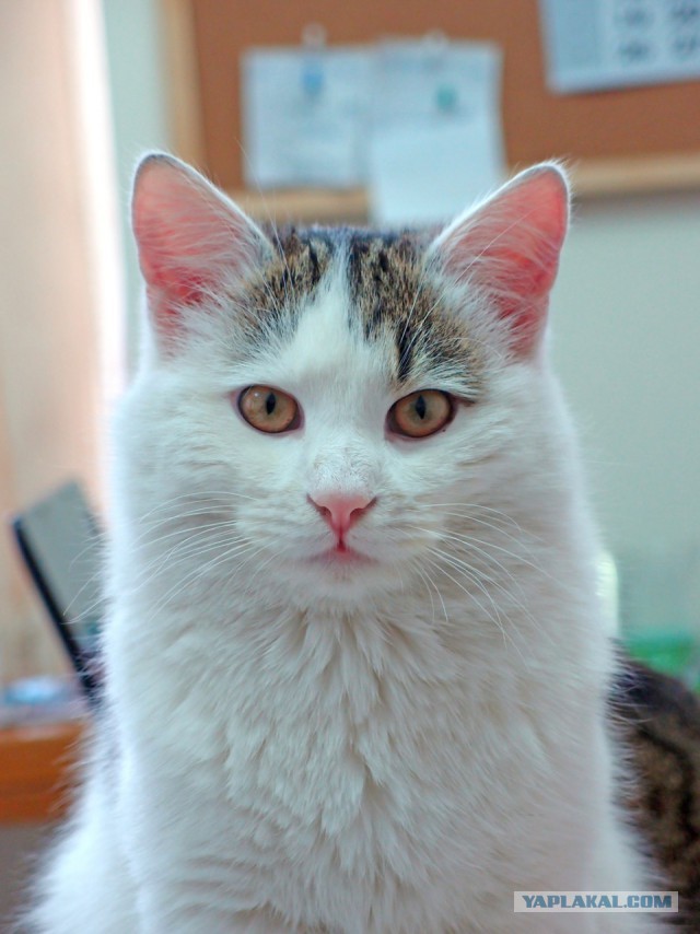 Котовторник 30.01.2018