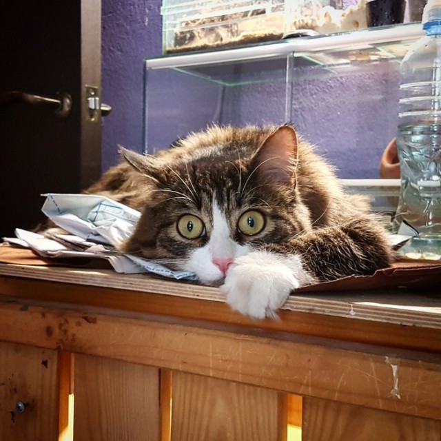 Прикольных котов пост