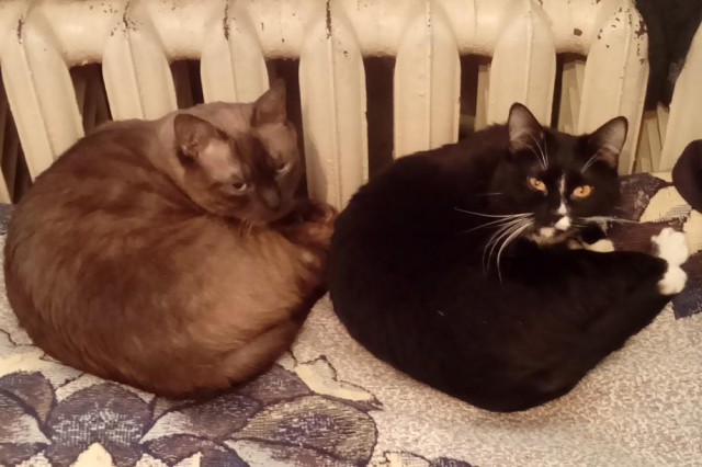 Котовторник 05.06.2018