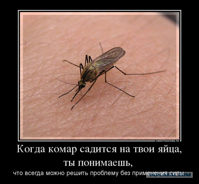 Человек троллит комара