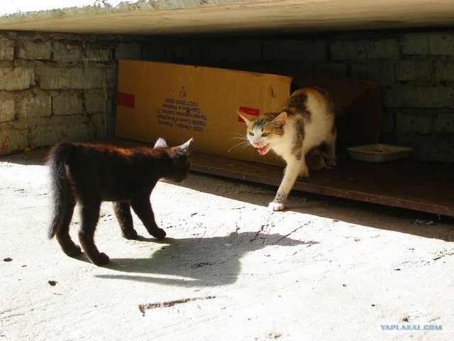 Котовторник (16.09.08)
