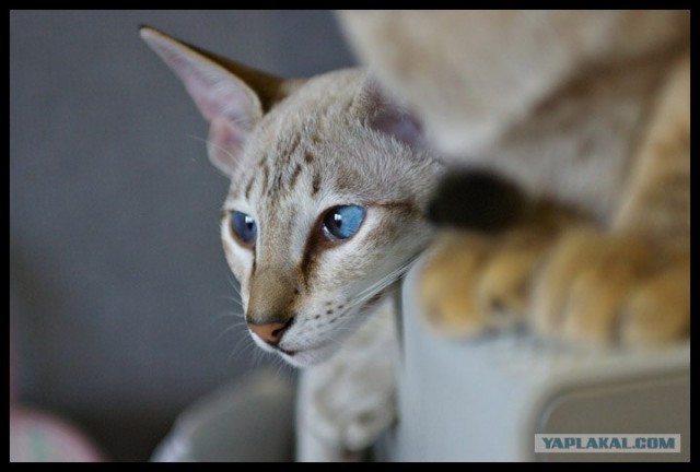 Котовторник: Кошки гаваны и другие!