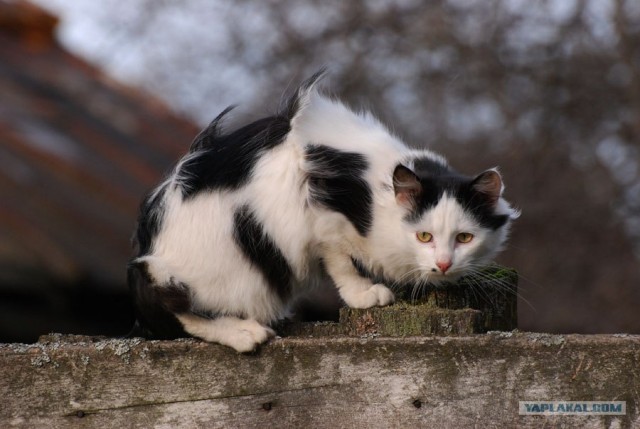 Котовторник на ферме (65 фот)