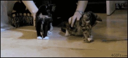 Синдром козьего обморока у котят