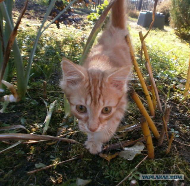 Котовторник  16.10.2018